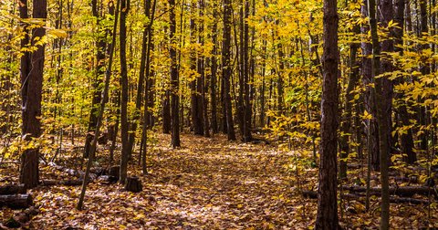 Song of natural freedom